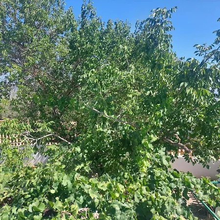 Dehesilla Olive Orchard Retreat