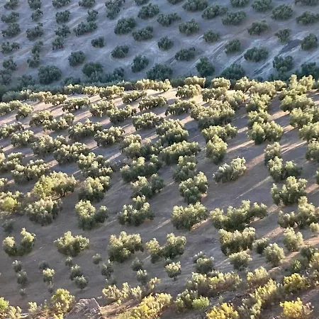 Dehesilla Olive Orchard Retreat Chalet *