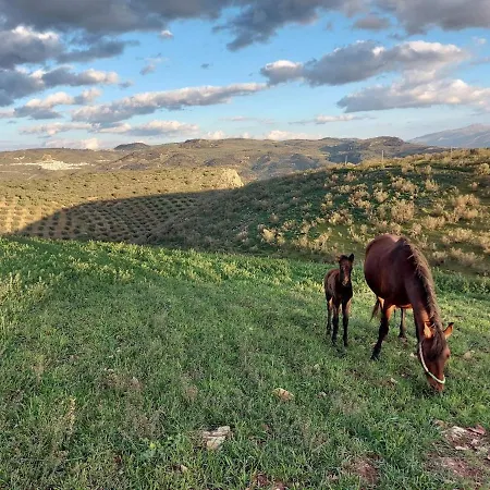 Dehesilla Olive Orchard Retreat