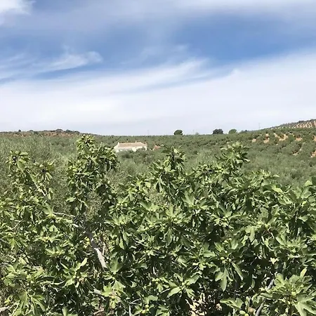 Dehesilla Olive Orchard Retreat