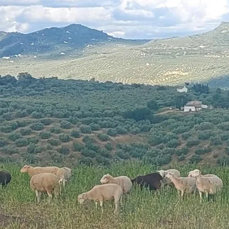 Dehesilla Olive Orchard Retreat Chalet